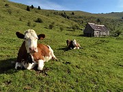 12 Mucca con vitellino alla Baita Baciamorti (1450 m)
